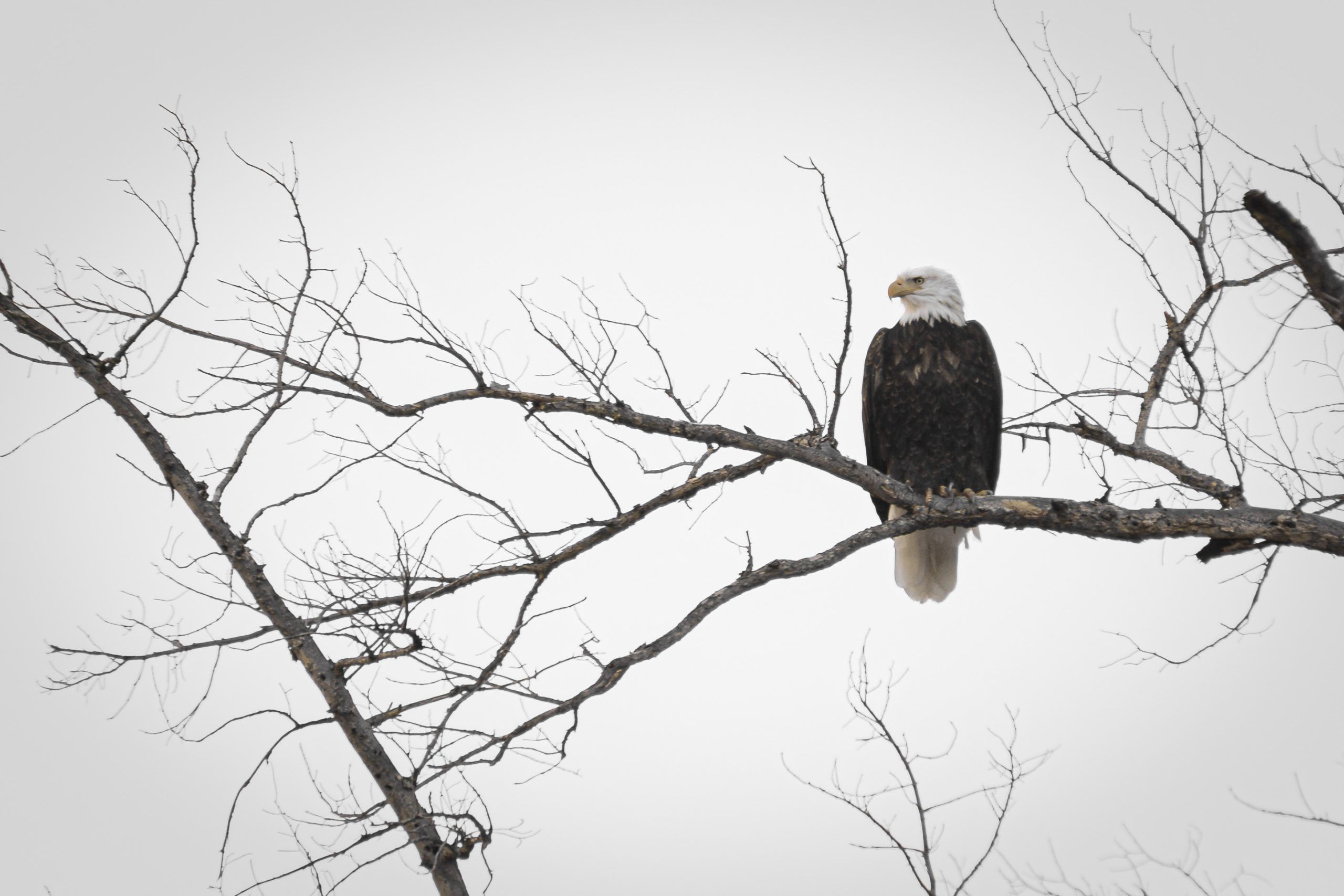 A bald eagle sits on a tree branch