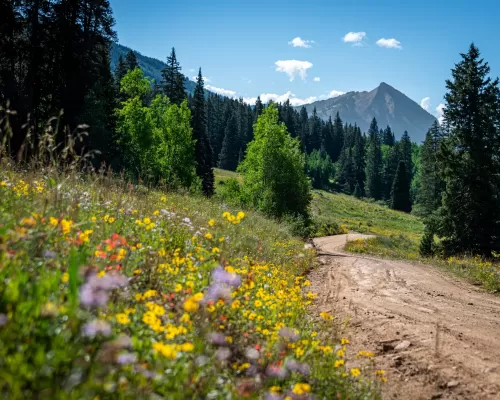 A bike path runs alongside a field of wildflowers with trees and a mountain peak in the backgrounnd