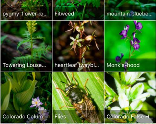 RMBL inaturalist observations