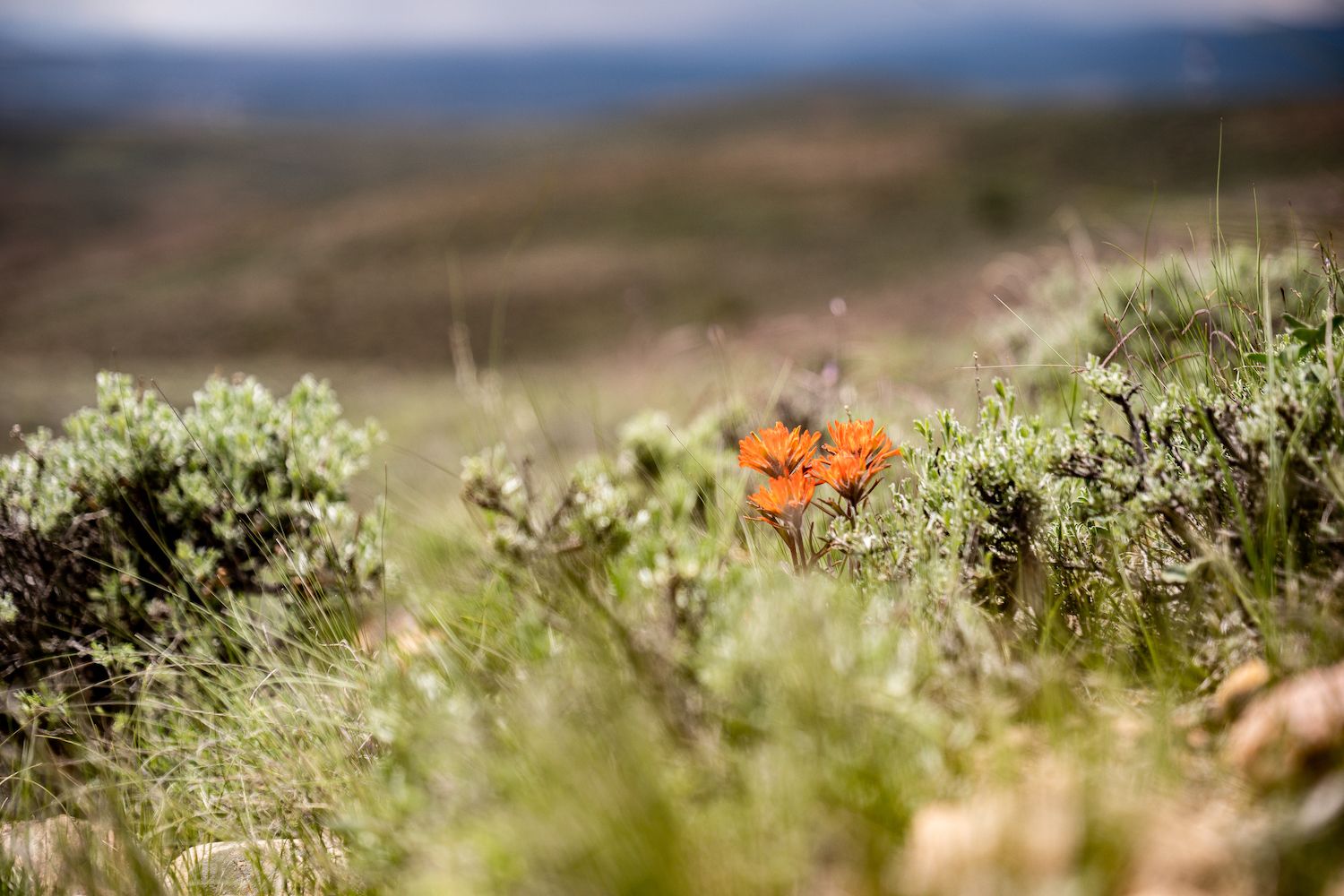 A group of three flowers in a field of sagebrush