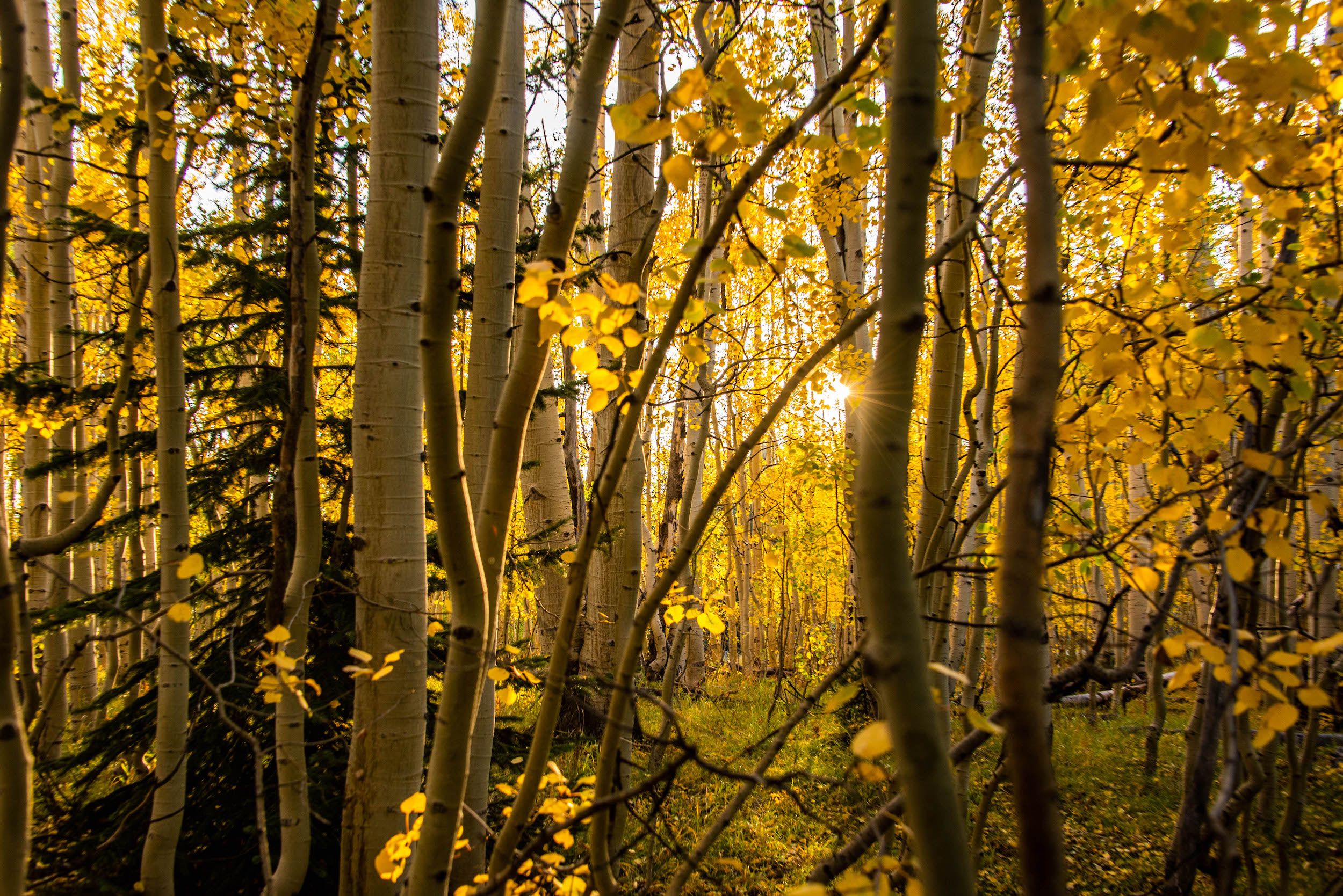 a thick grove of trees