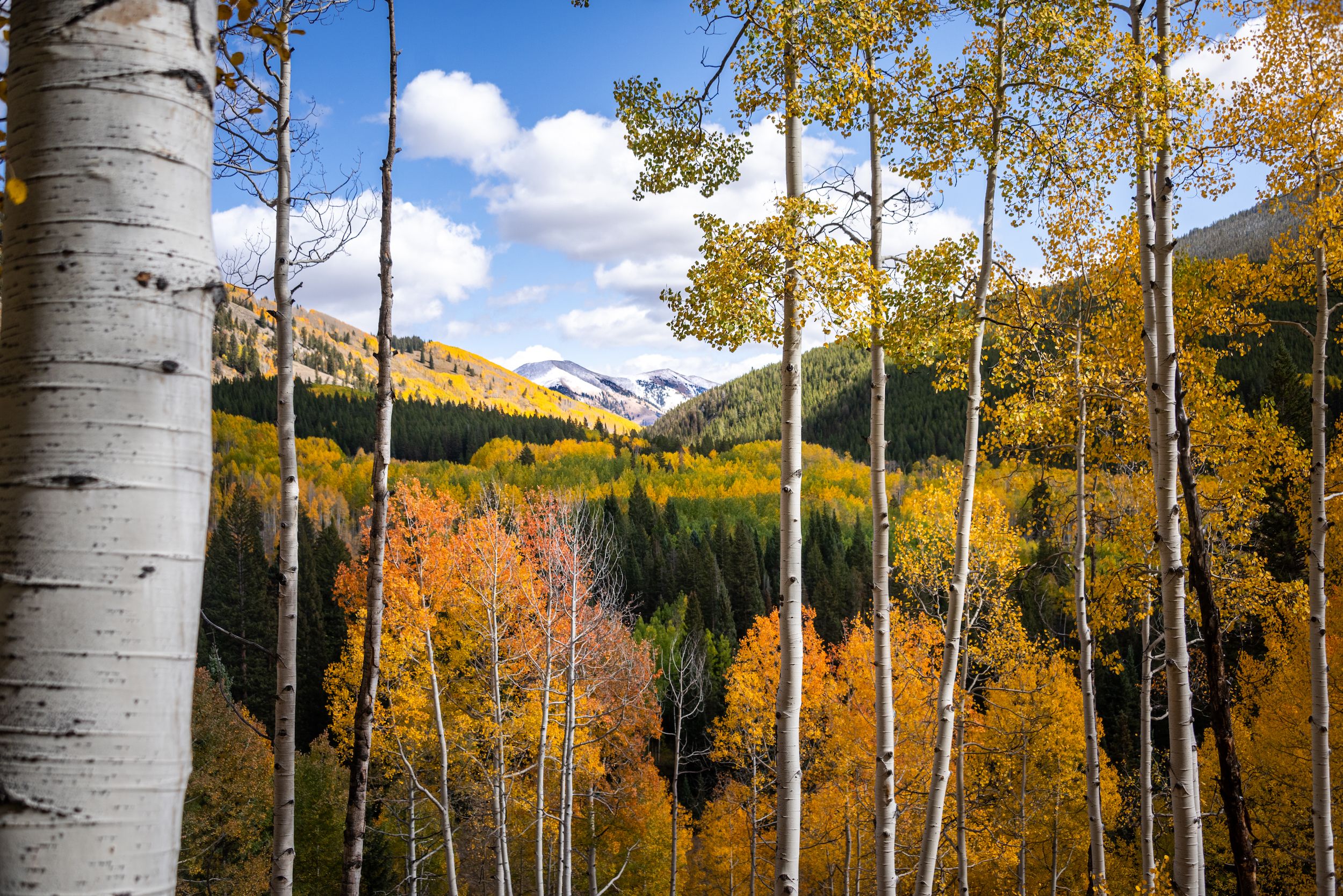 A sweeping scene of hillsides covered in trees with leaves that have changed to fall colors