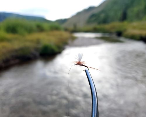 Fly-fishing on Brush Creek