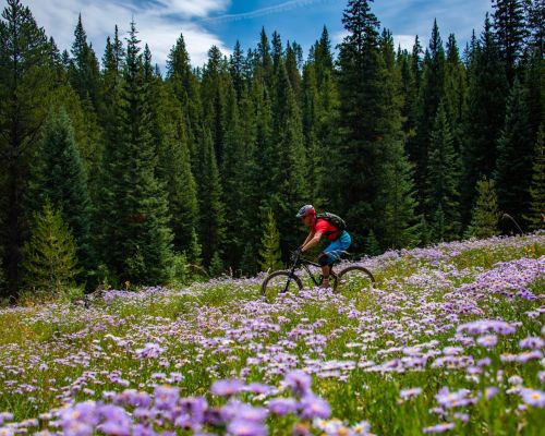 Mountain biking through fleabane wildflowers in Crested Butte, Colorado.