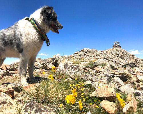 dog on fairview mountain pitkin colorado