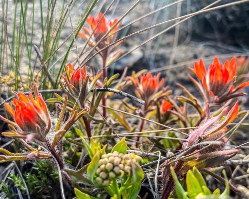 A cluster of desert wildflowers gunnison co