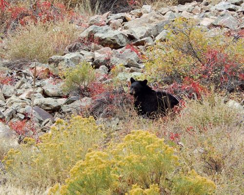 A black bear in Colorado in a rocky field.