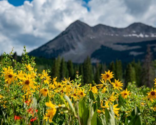 Wildflowers in Crested Butte, Colorado