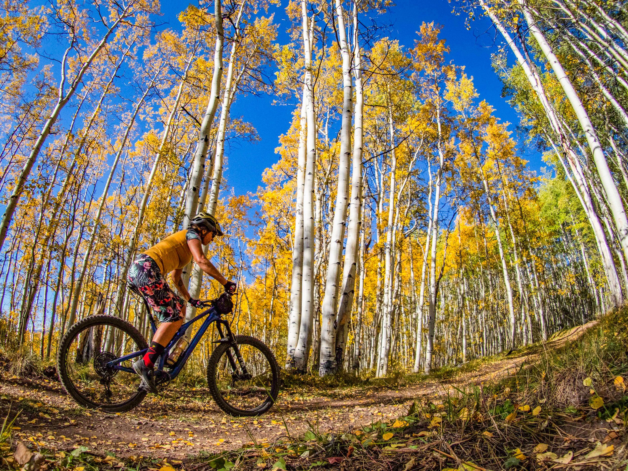 a mountain biker on a trail lined with tall aspen trees