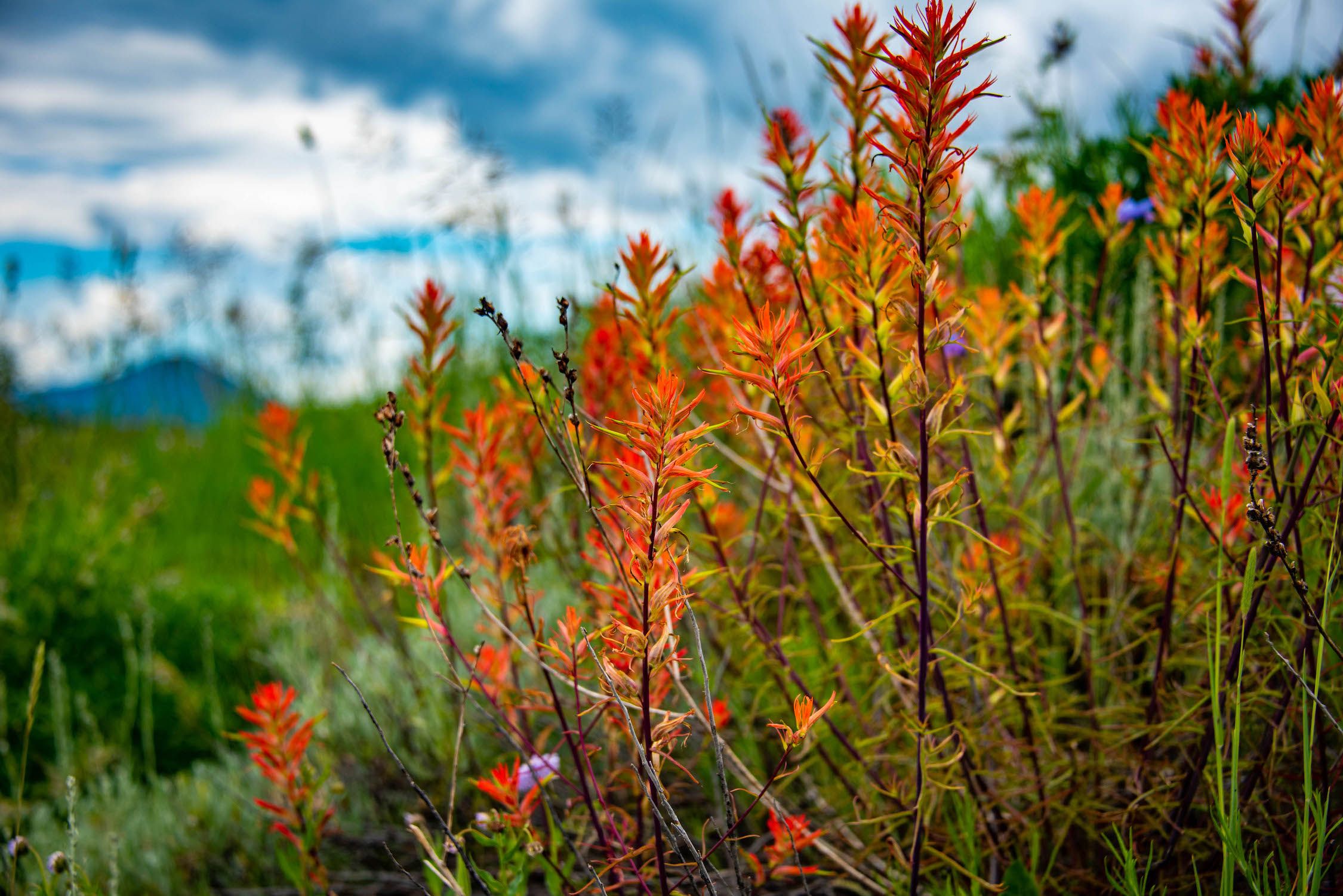 A close up of wildflowers