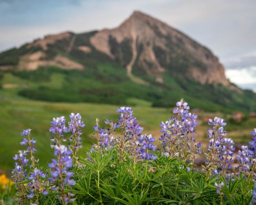 flowers in the foreground of a mountain scene