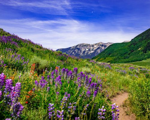 a field of wildflowers with mountains in the background