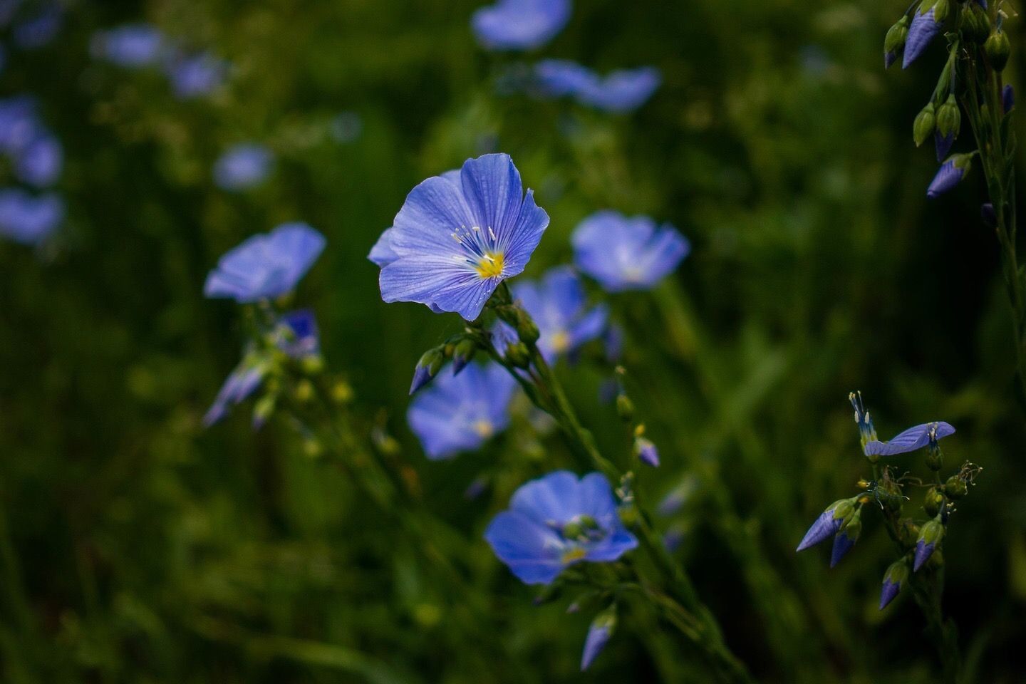 a close up of small, delicate wildflowers
