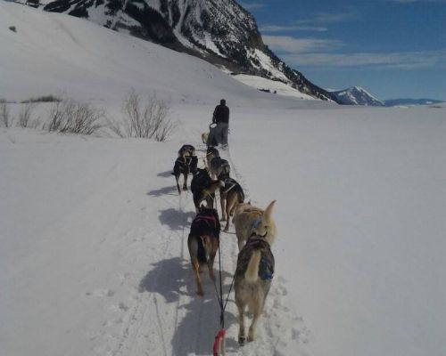 Ten dog sledding dogs pulling a sled through the snow with Crested Butte Mountain in the background