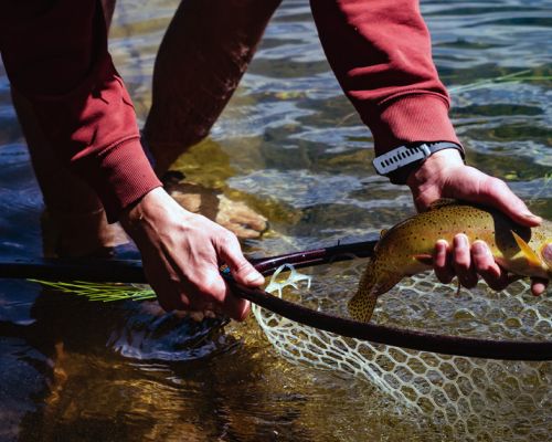 A fisherman holds a brown trout close to the river in a net.