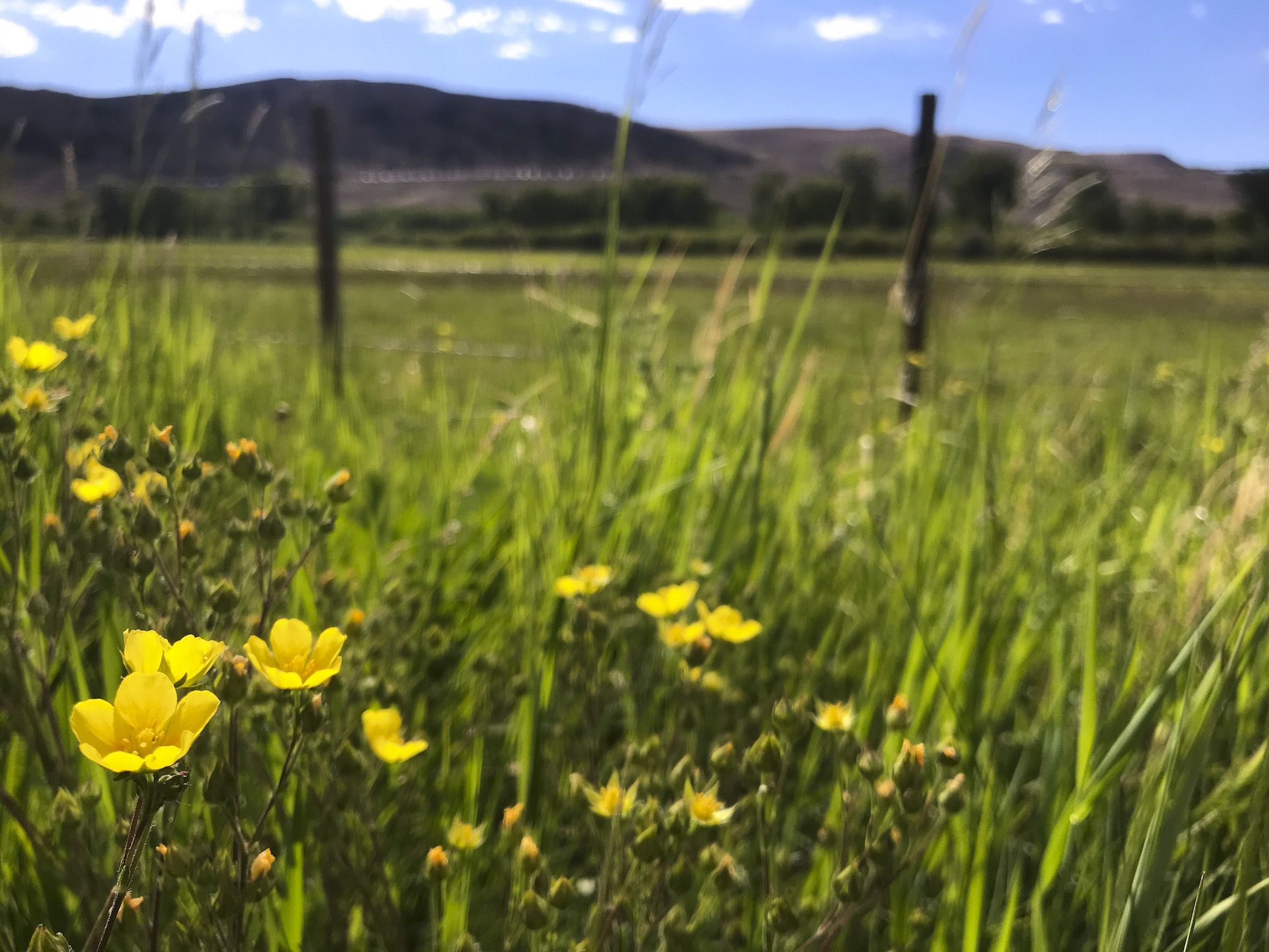 Flowers alongside a fence 