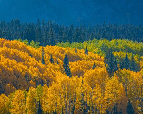 Aspens changed to colors of yellow in the foreground with green in the background.