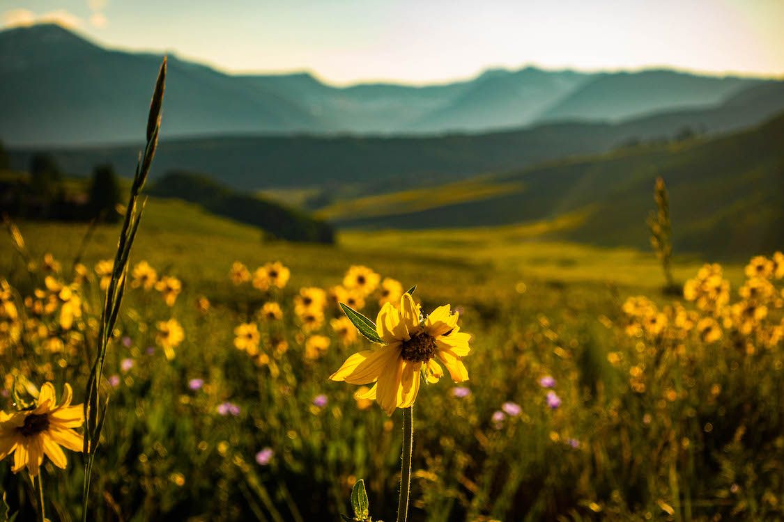 sunflowers in a field