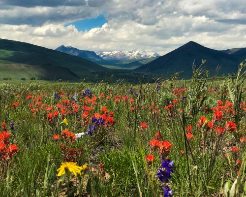 Wildflowers-Almont-Colorado