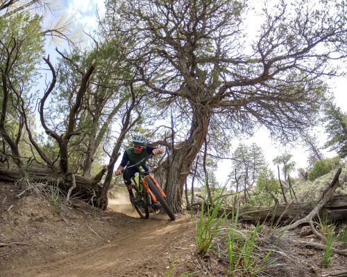 A mountain biker rides a trail surrounded by trees and scrubs