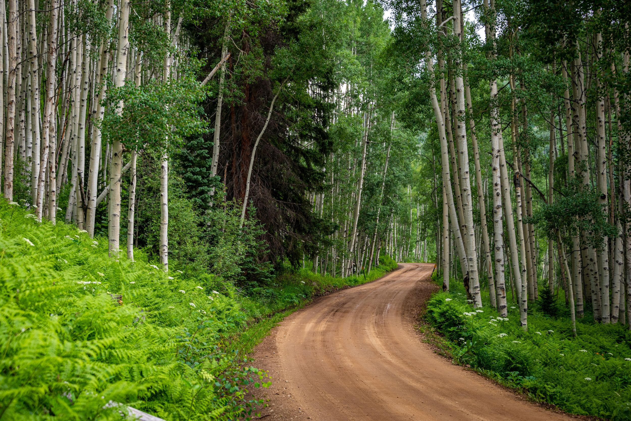 A dirt road winds through a grove of trees