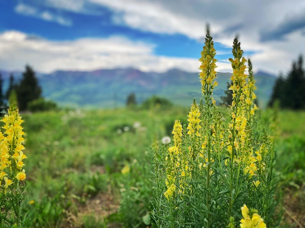 Yellow wildflowers in a field
