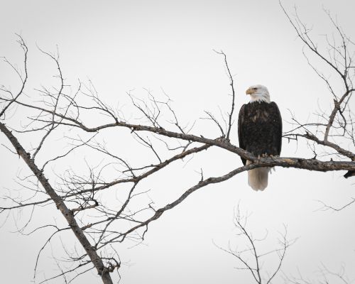 you may see a bald eagle when colorado bird watching
