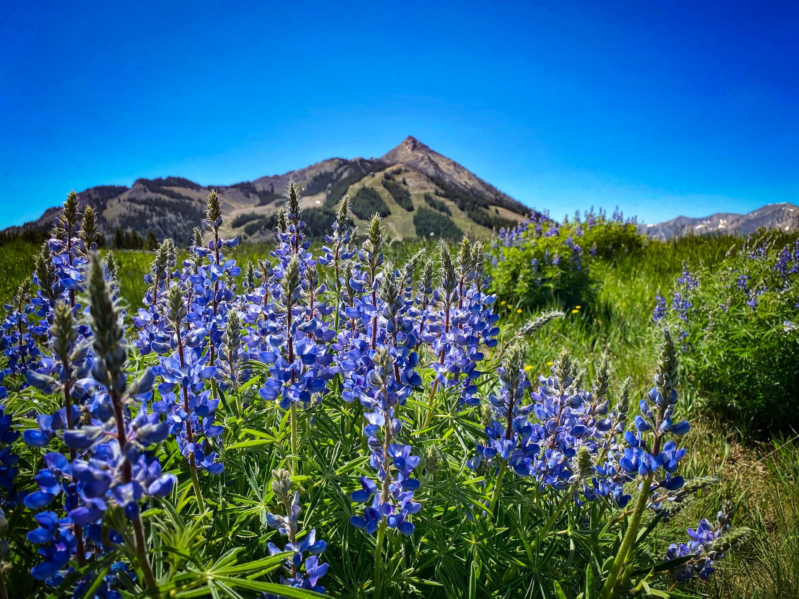 A field of lupine wildflowers with Crested Butte Mountain, a pointy mountain peak, in the background