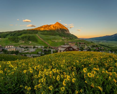 crested butte summer wildflowers