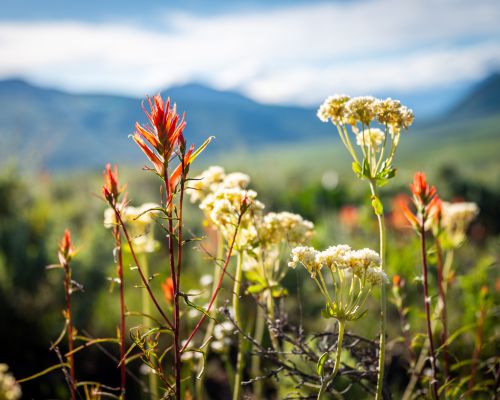 A close up of paintbrush wildflowers