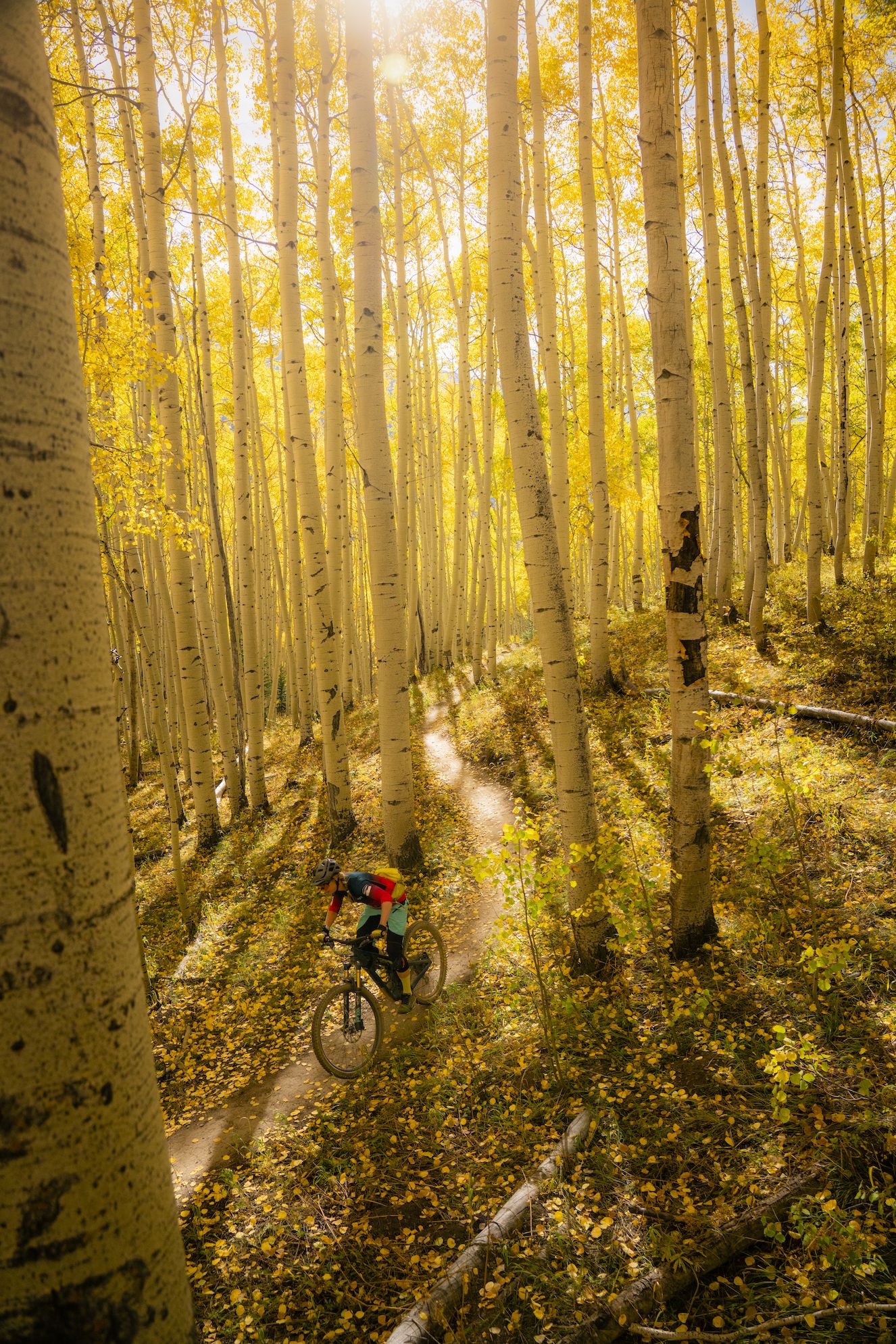 a mountain biker on a trail through a grove of aspens