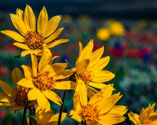 A cluster of four wildflowers