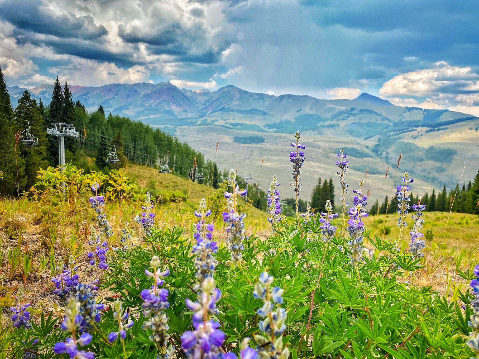 A cluster of wildflowers is in the foreground of the picture. There is a chairlift and mountain peaks in the background