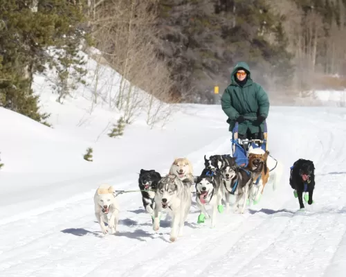 a group of sled dogs pulling a human. these dogs are part of mushing mutts