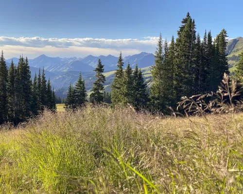A grassy field with pine trees and mountain peaks