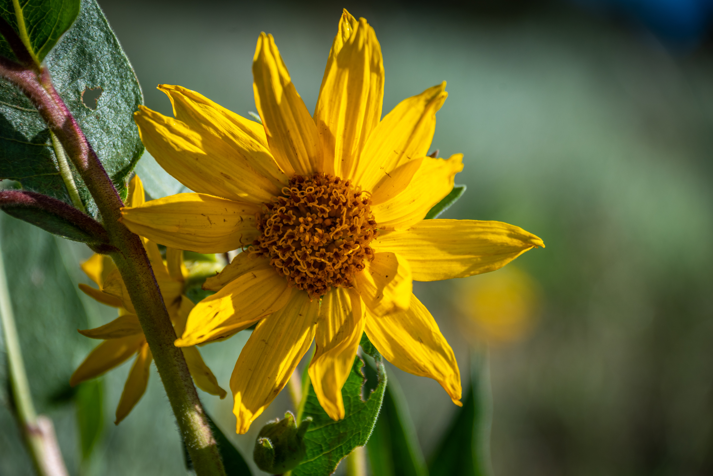 a close up of the Arrowleaf Balsamroot wildflower in Crested Butte. The center is round and surrounded by petals