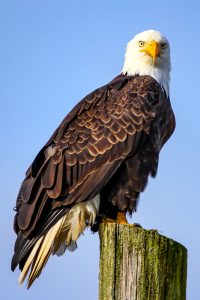 Bald eagle