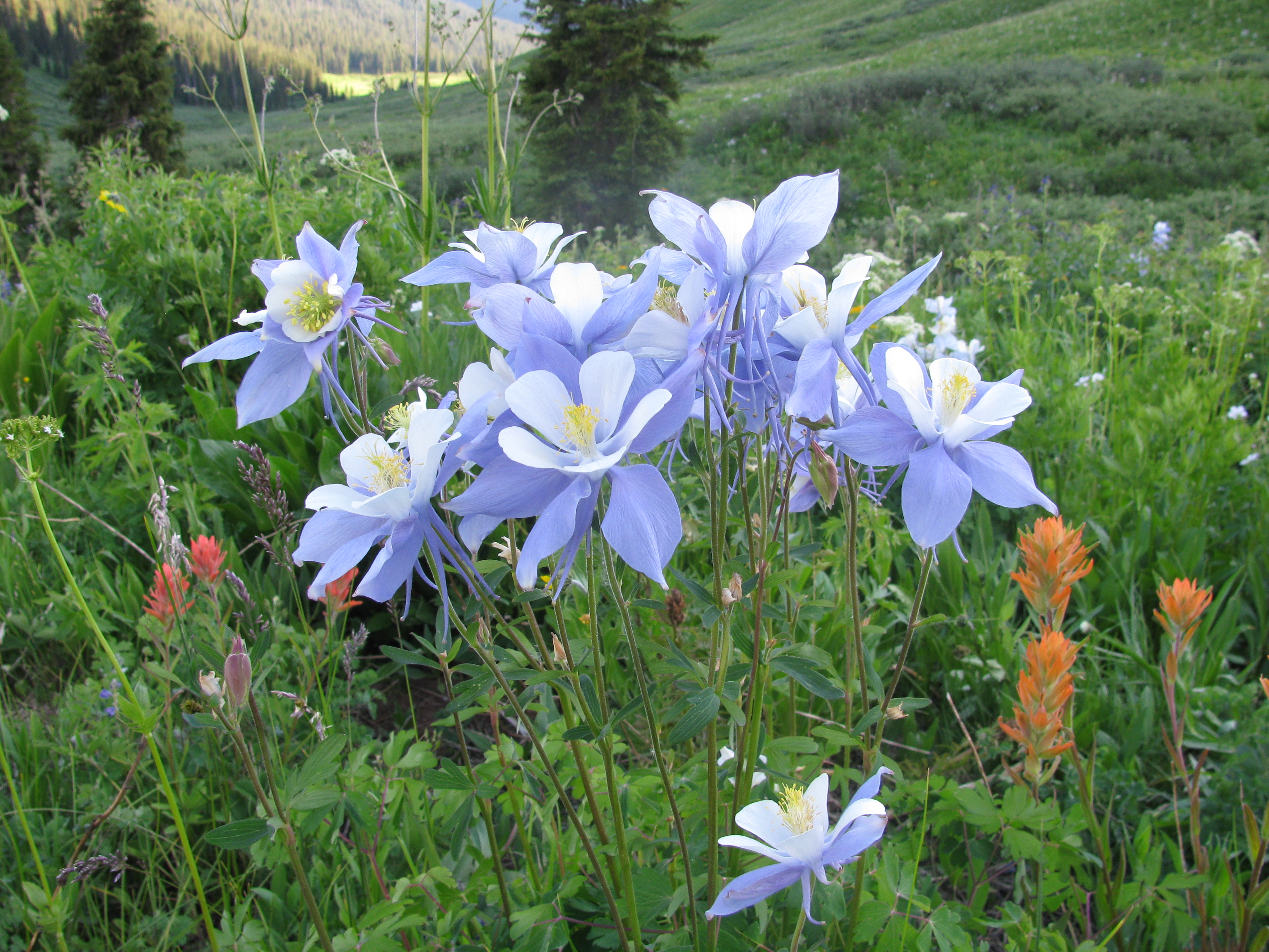 Colorado Columbine flower