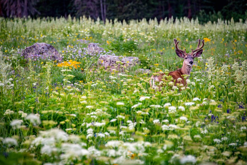 deer in meadow