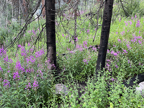 A patch of fireweed in the forest.