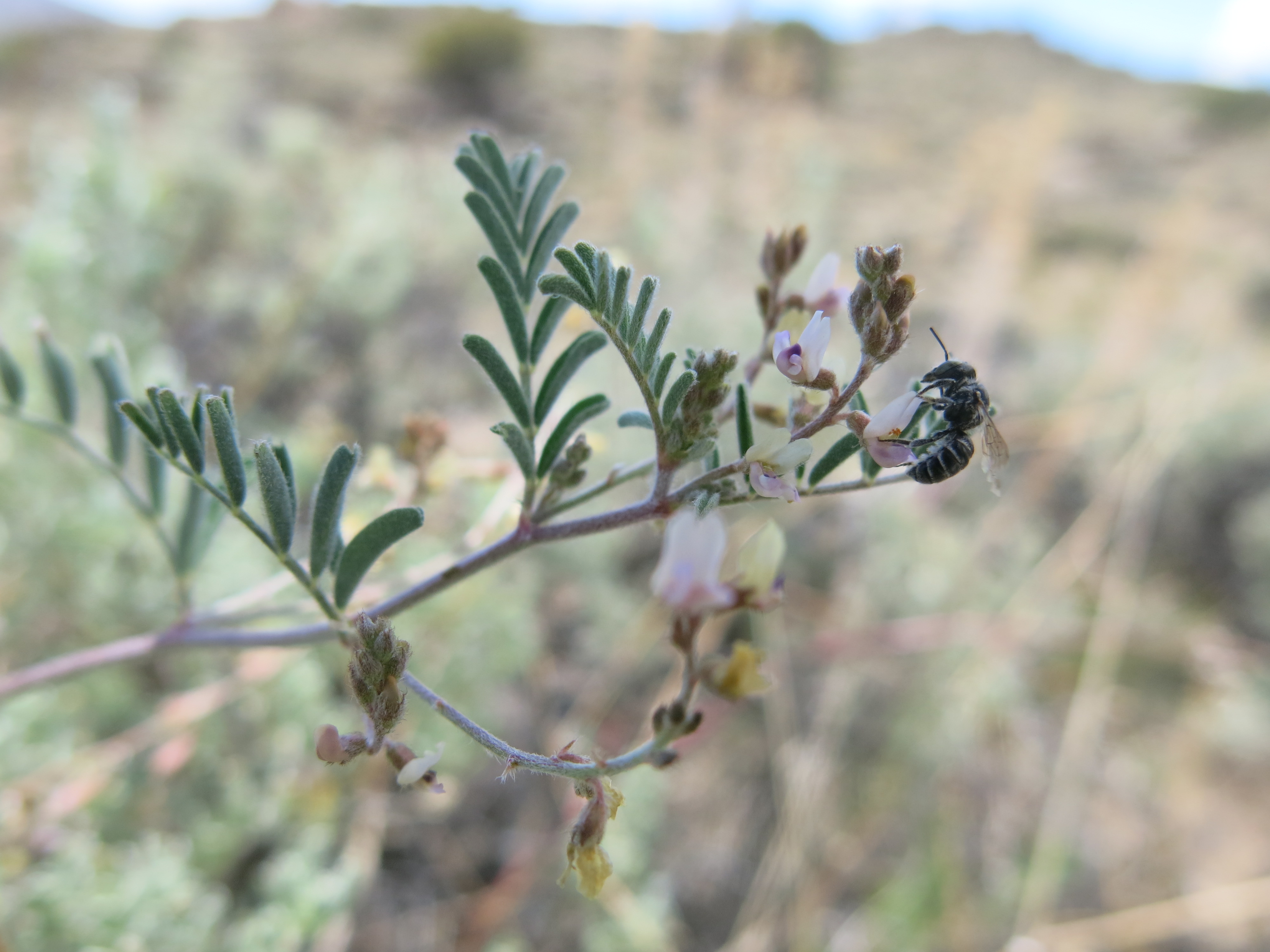 Gunnison milkvetch