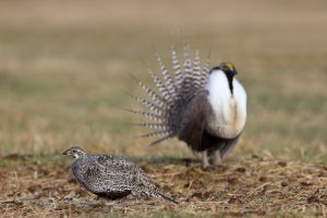 Female and male Gunnison sage-grouse