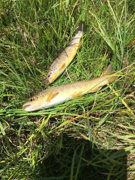 Double Brown Trout on Cement Creek near Crested Butte