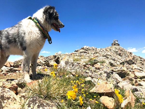 dog on fairview mountain pitkin colorado