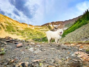 A fluffy white dog on a rocky fall hike in Crested Butte, Colorado.