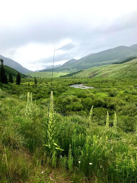 Monument flower acting as a rod stand for our Crested Butte fishing report