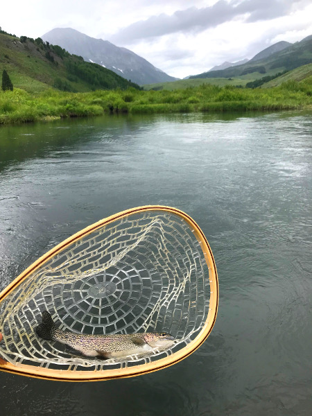 A nice Rainbow Trout on the East River near Crested Butte Colorado