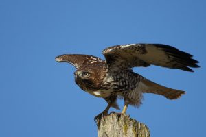 Red-tailed hawk