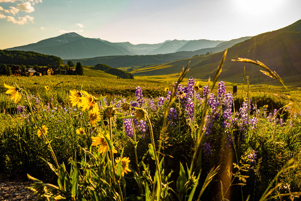 sunset with flowers and red lady