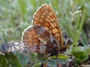 Uncompahgre Fritillary Butterfly